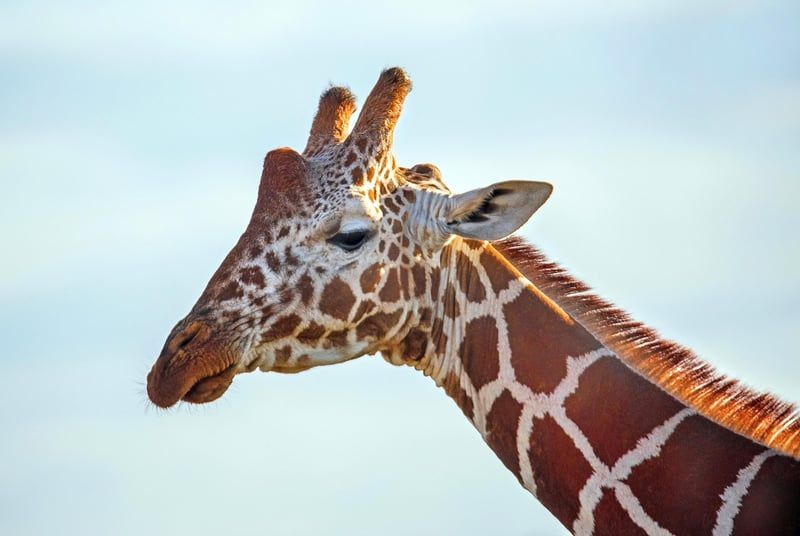 Ponceuse girafe 2026 : comment choisir le bon modèle pour vos murs et plafonds