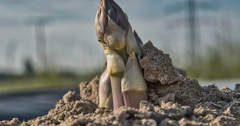 Choisir une bâche agricole selon son climat : l'angle qu'on oublie trop souvent