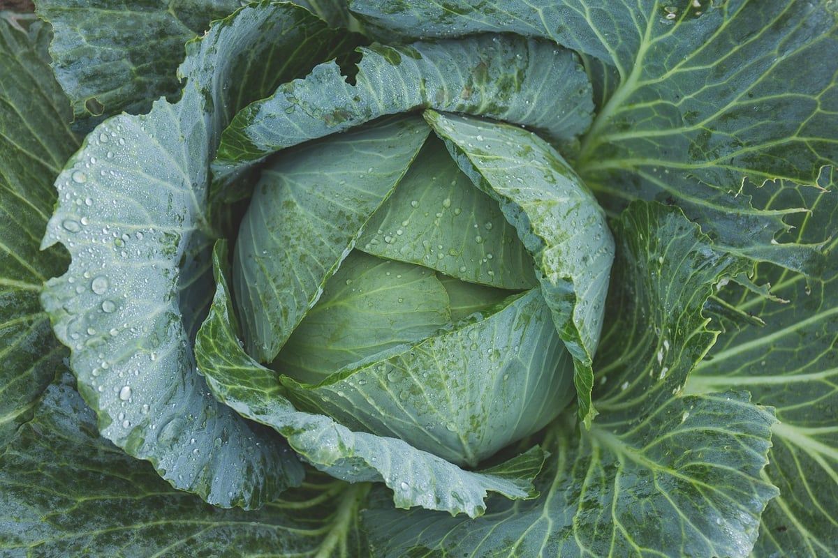 Quels légumes sont les plus simples à cultiver pour un potager débutant ?
