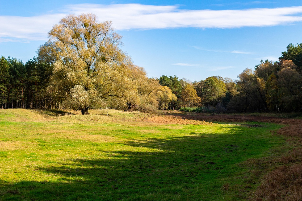 d&eacute;couvrez les causes du jaunissement de la pelouse et nos conseils pour retrouver un gazon vert et en pleine sant&eacute;.